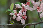 Southern crabapple